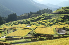 丸山千枚田②