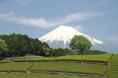 富士山旅行Ⅱ 093