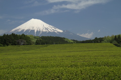 富士山旅行Ⅱ 083