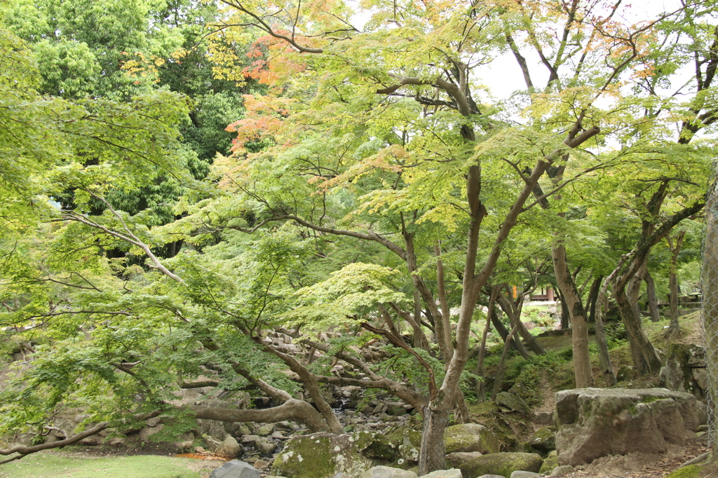 東大寺①　奈良公園