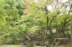 東大寺①　奈良公園
