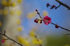 幸せな春の日