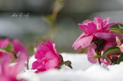 雪上の花