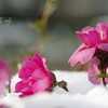 雪上の花