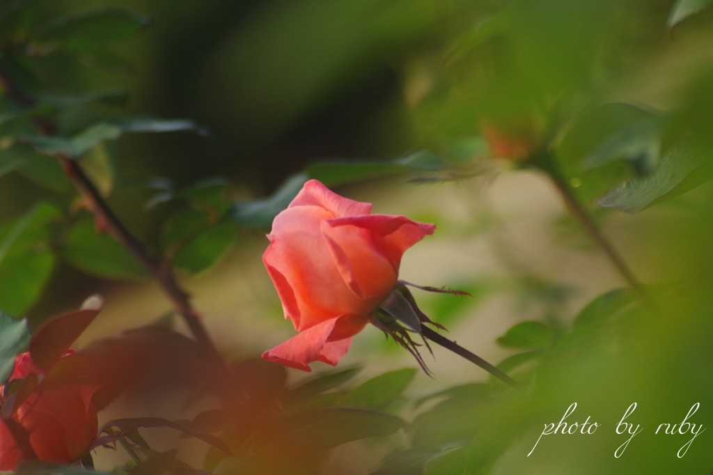 麗しの薔薇