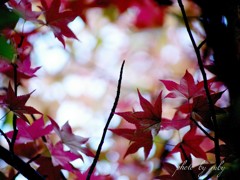 秋遊び