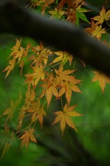 秋の雨に濡れて