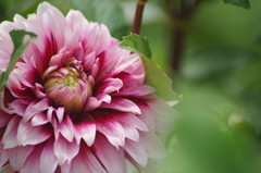 Dahlia