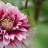 Dahlia