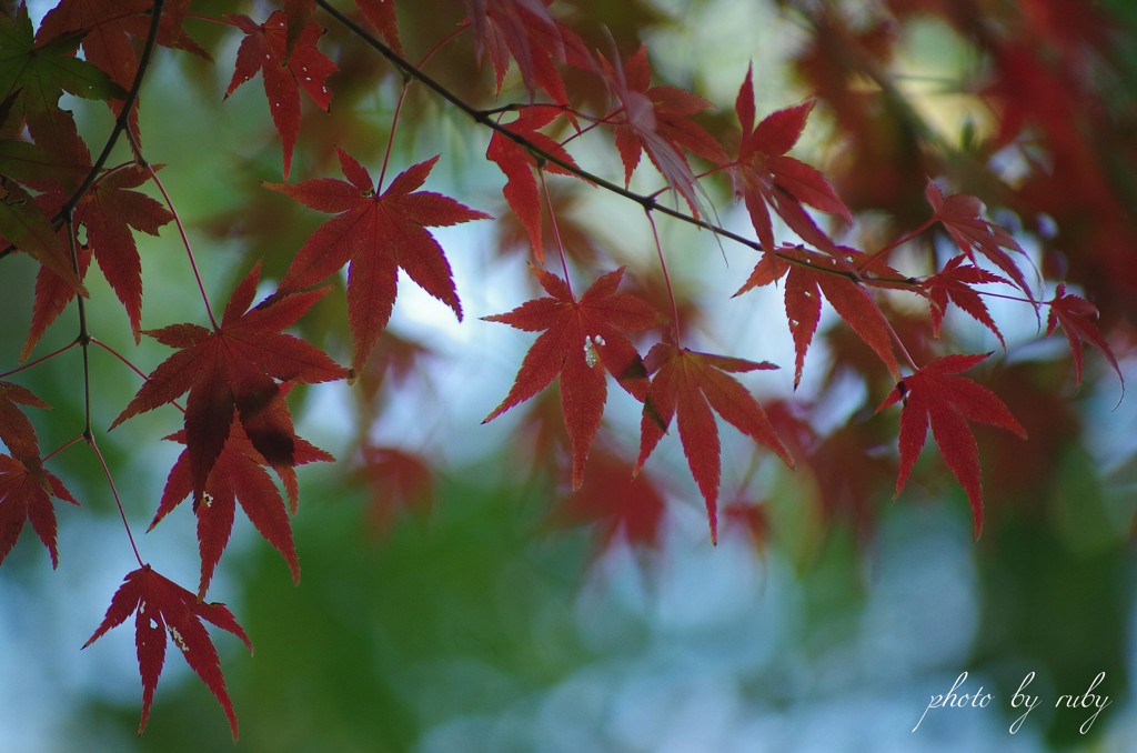 真紅の手