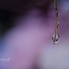 冬の泪を