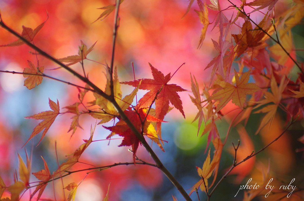 彩紅葉 Ⅴ