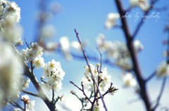 空に舞う白の春
