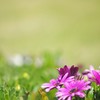 花のささやき