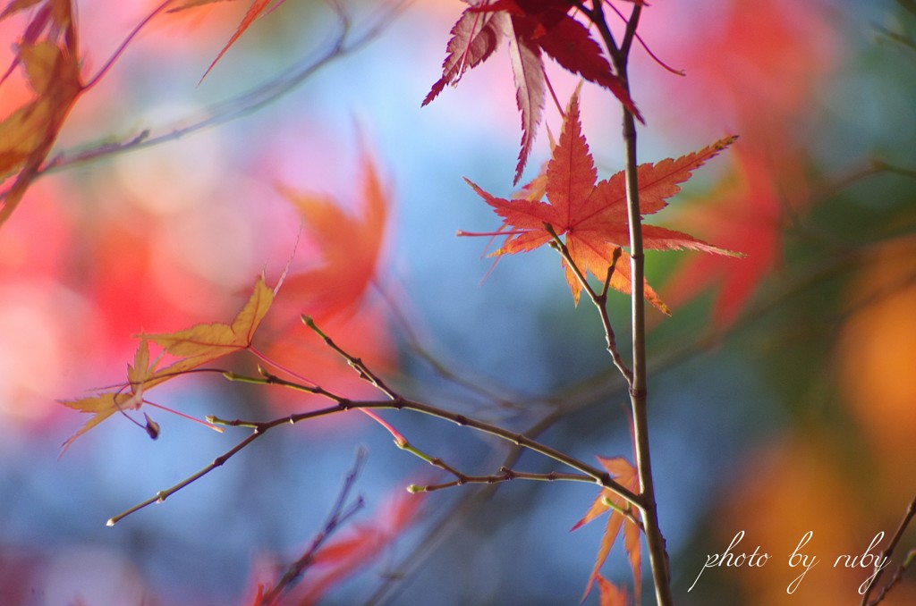 彩紅葉 Ⅲ