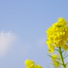 冬に咲く菜の花