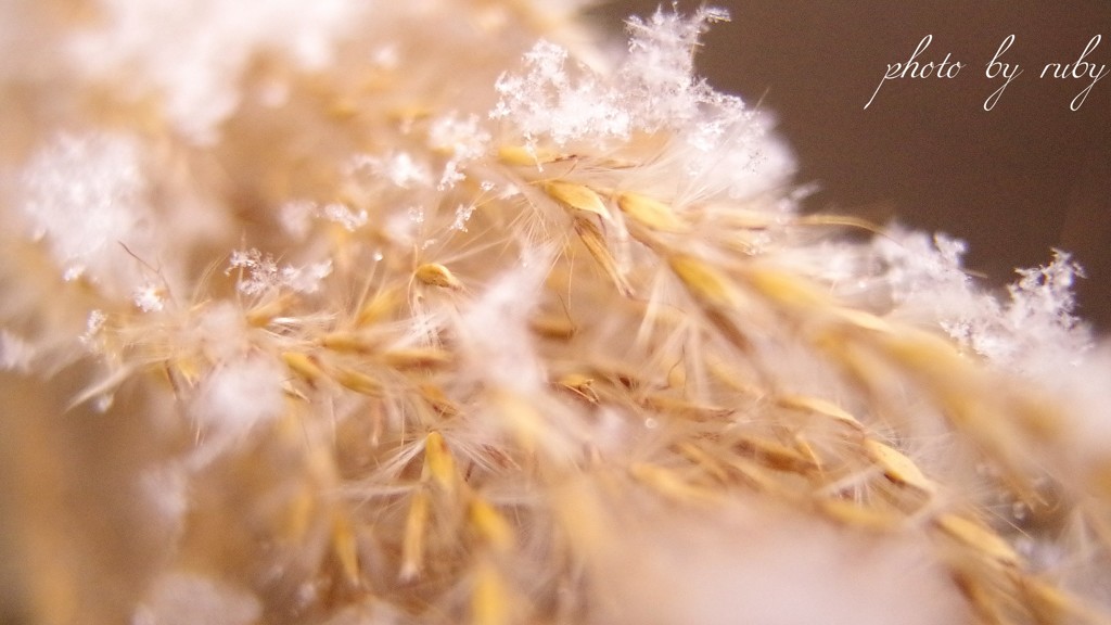 薄の雪化粧