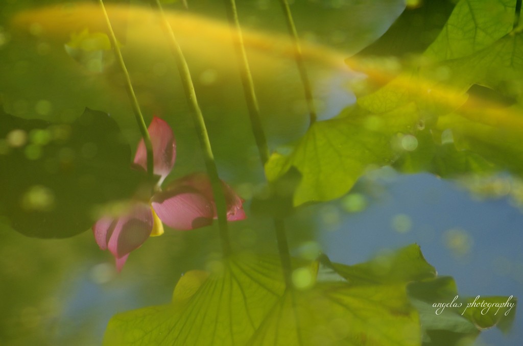 水鏡の世界