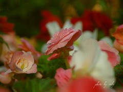 夕暮れのフォーチューン ～横顔～