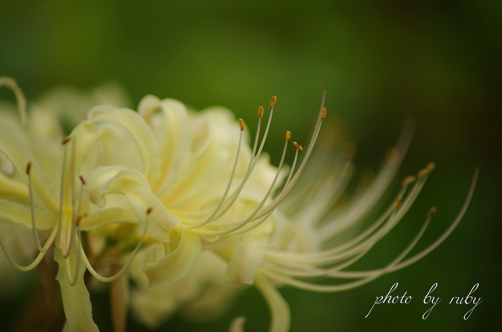 初秋 白の祈り花