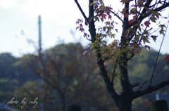 雨の並木道