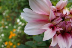 花言葉