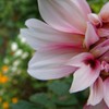 花言葉