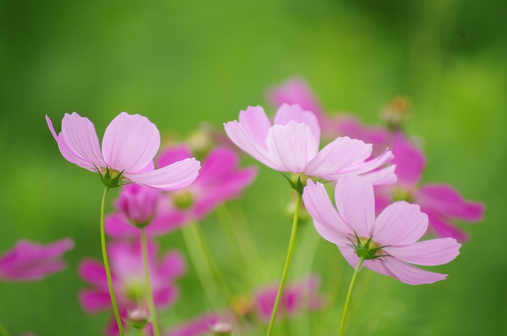 愛すべき花達