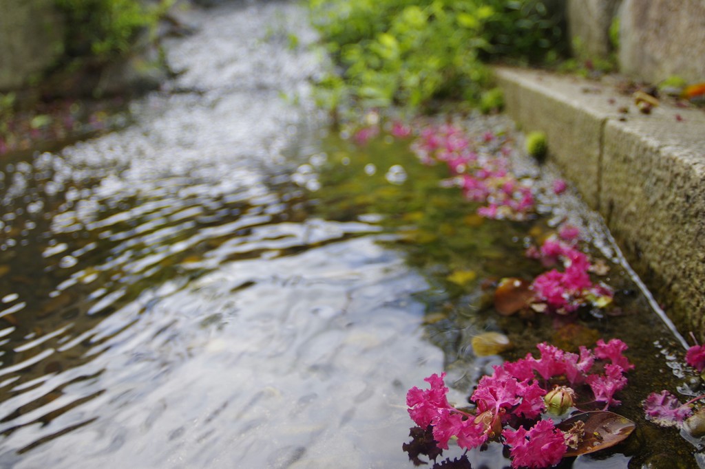 花落