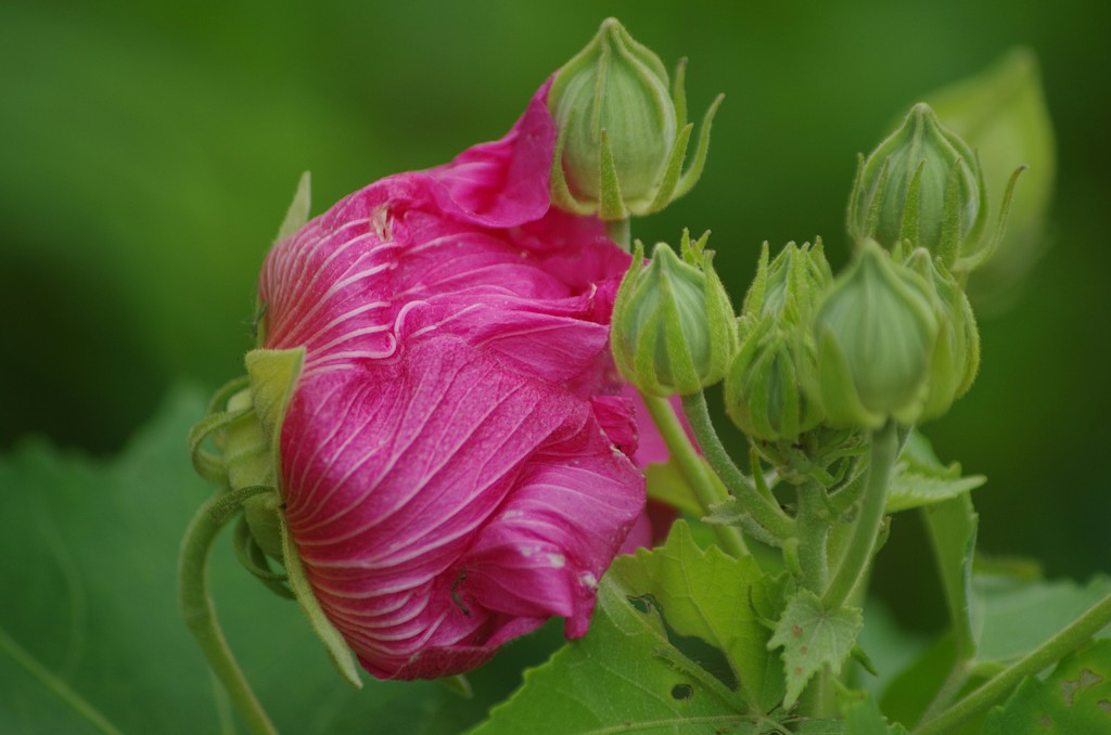 物憂げな芙蓉