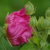物憂げな芙蓉