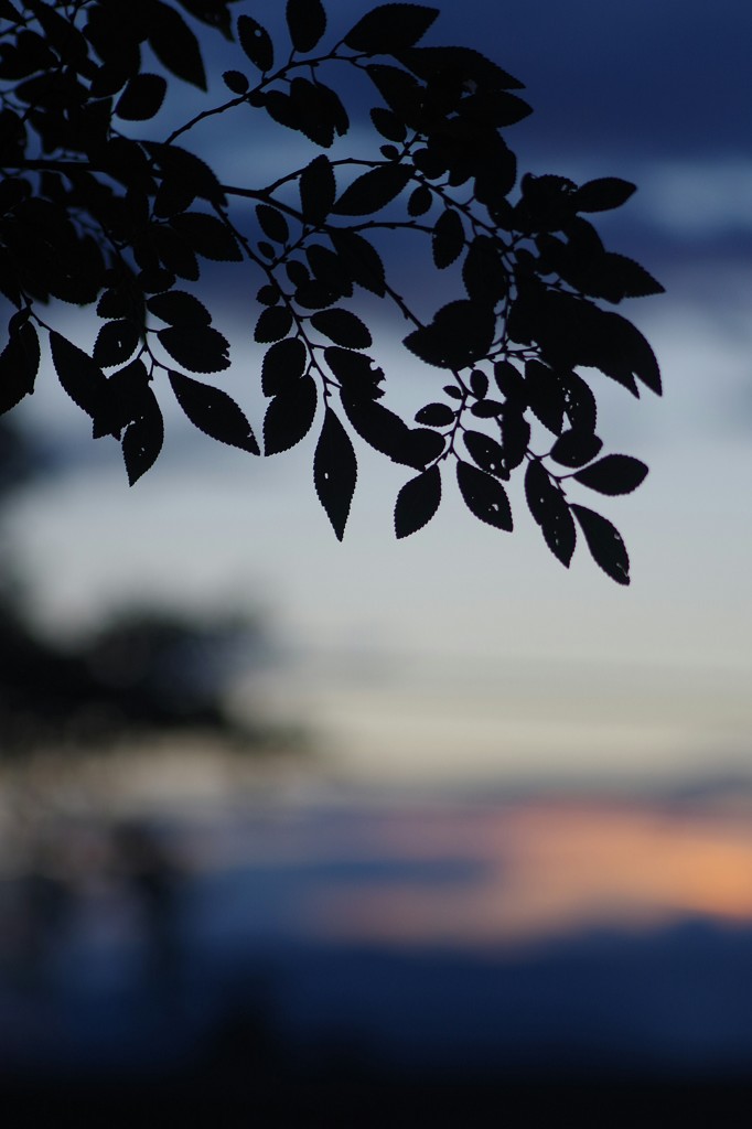 初夏の夕暮れ