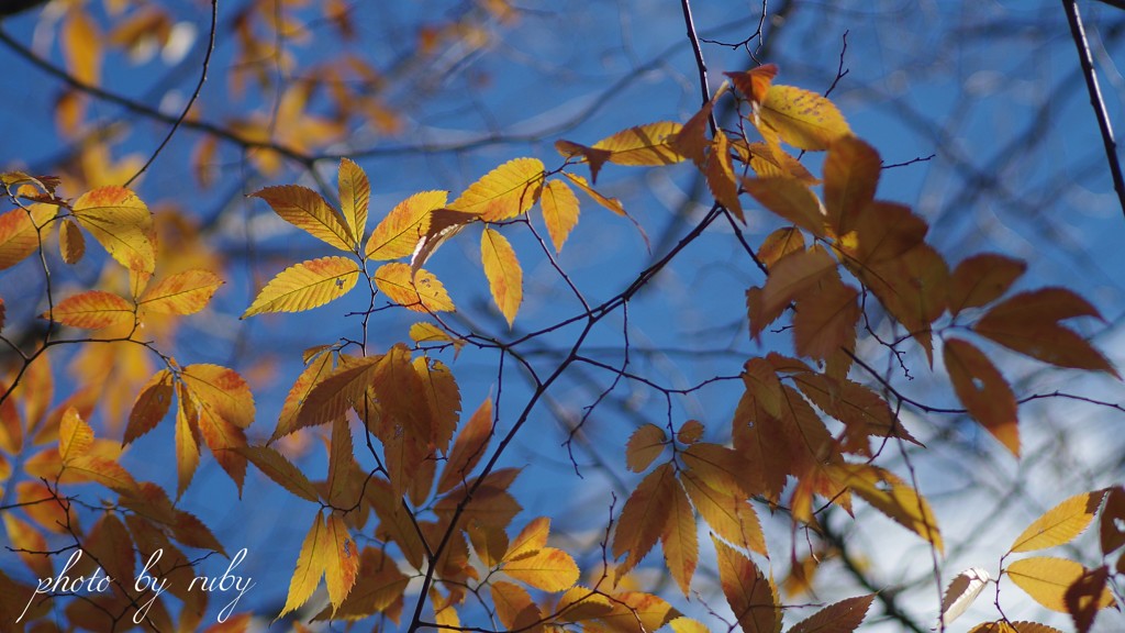桜葉