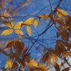 桜葉