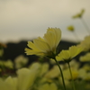 yellowなキミも 2