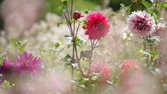 花靄の向こう側