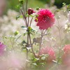 花靄の向こう側