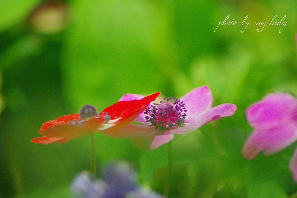 Anemone