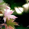 朝陽の昇る頃