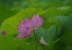 物憂げ