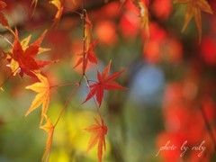 彩紅葉 Ⅱ