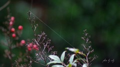 雨の朝