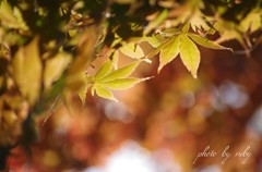 燃ゆる紅葉