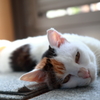 暑いにゃー