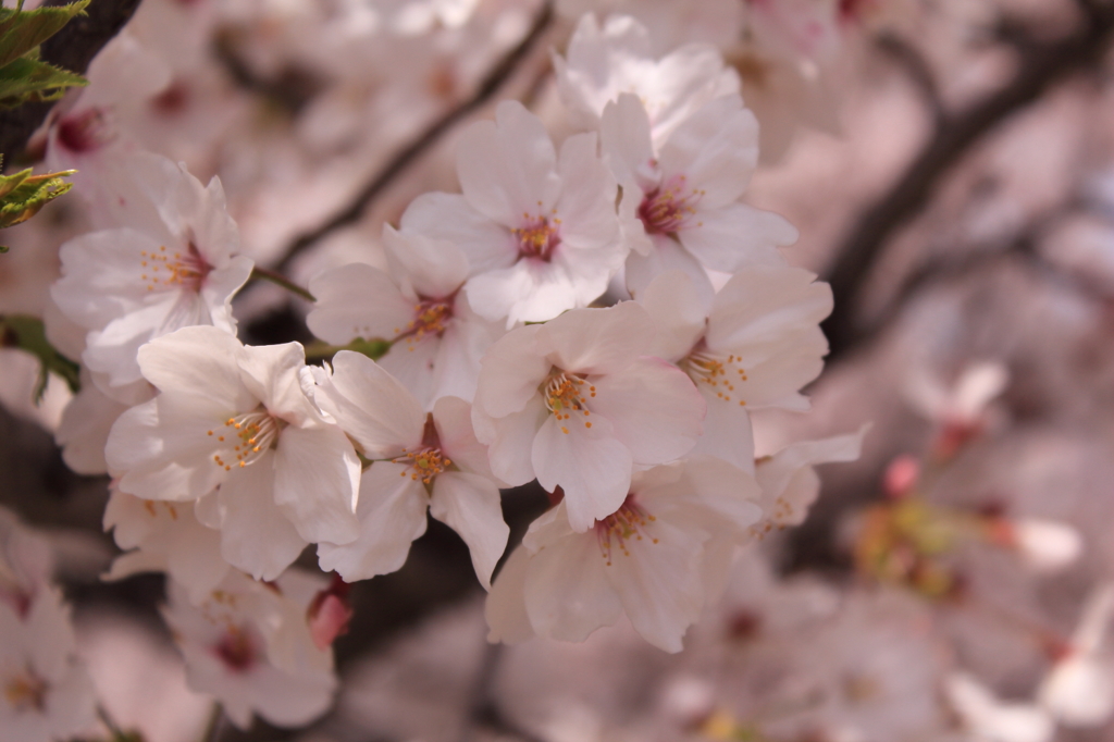 桜花爛漫