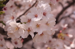 桜花爛漫