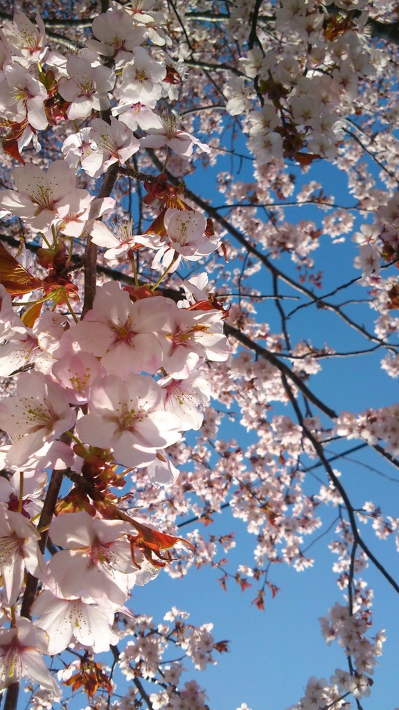 ひだか町静内二十間道路桜並木