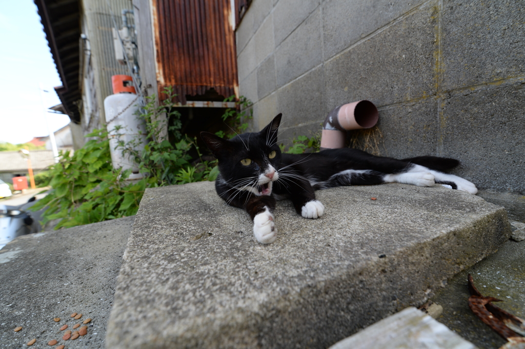 田代島の猫③