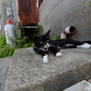 田代島の猫③