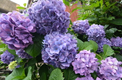 あじさいの花
